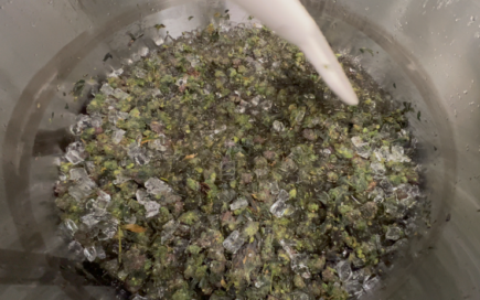Fresh frozen cannabis flower ready for agitation